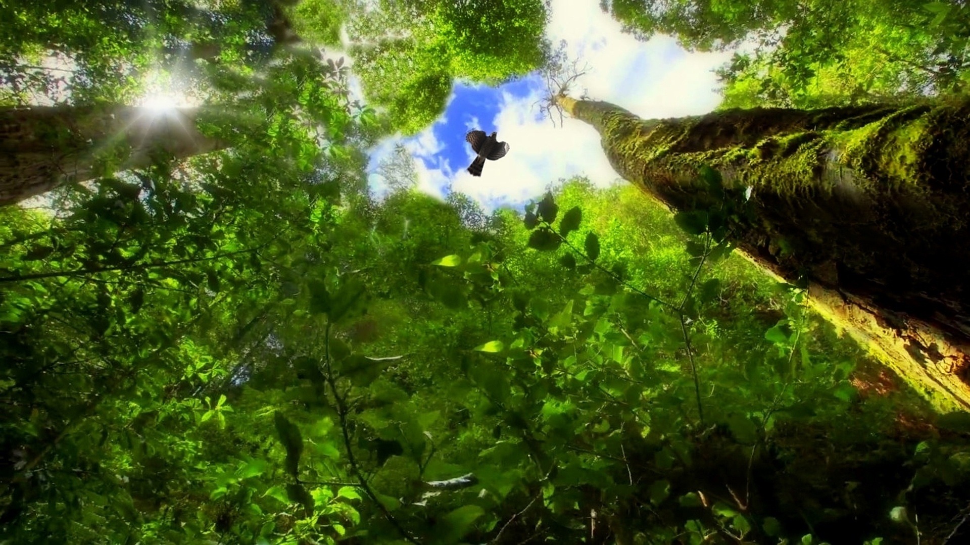 Atlantic Forest